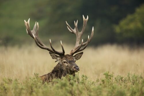 C’est au printemps que les cerfs perdent leurs bois. Vrai ou faux ? 