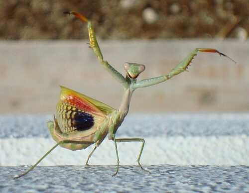 À quel ordre cet insecte en photo appartient-il ? 