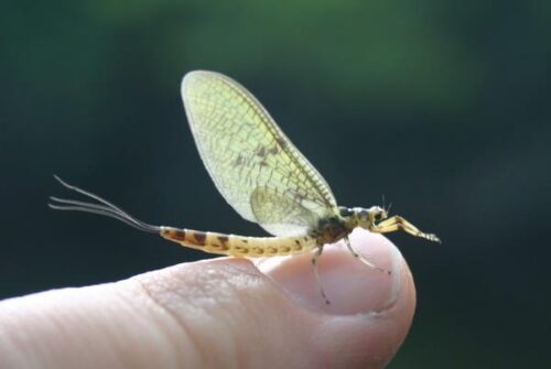 Quelle est la durée de vie d'un éphémère sous forme d'insecte ? 