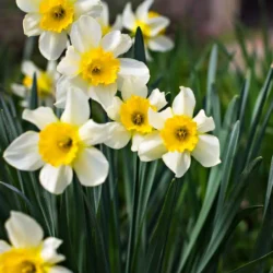 Les narcisses 