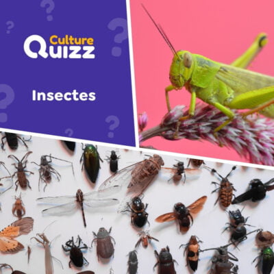 Quiz spécial Insectes : tout savoir sur les fourmis, les papillons, les mantes religieuses, etc.