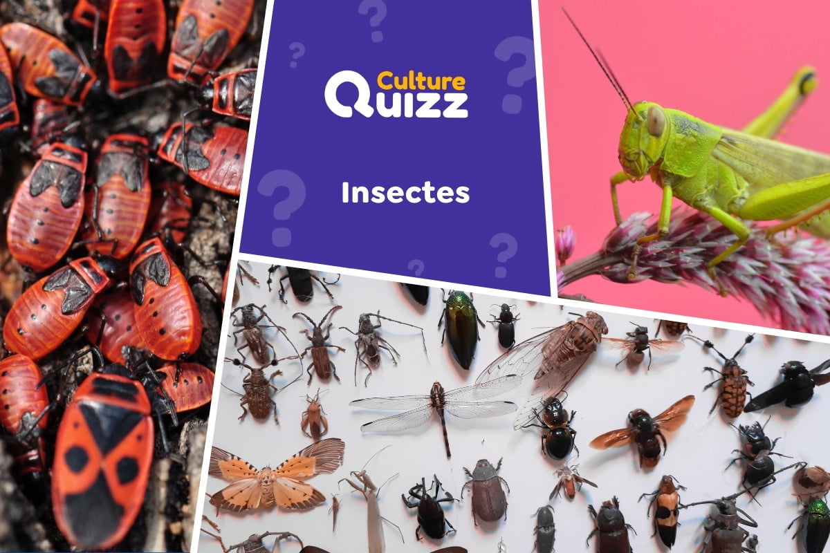 Quiz spécial Insectes #2 - Quiz spécial Insectes : tout savoir sur les fourmis, les papillons, les mantes religieuses, etc.