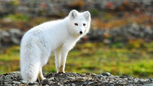Le renard arctique