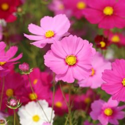 Les cosmos 