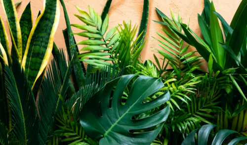 Quel élément permet aux végétaux d’être de couleur verte ? 