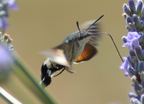 Quel est le nom de cet insecte qui ressemble à un colibri ? 