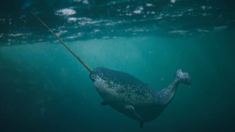 Quel animal marin est appelé licorne des mers ? 