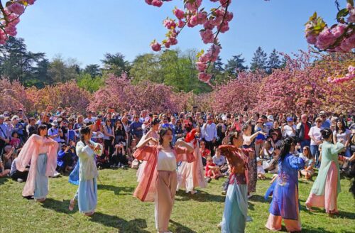 Quel est le nom des cerisiers dont les Japonais célèbrent la floraison au printemps ? 