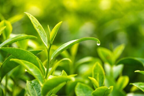 Comment se nomme l’arbre qui permet de produire du thé à l’aide de ses feuilles ? 