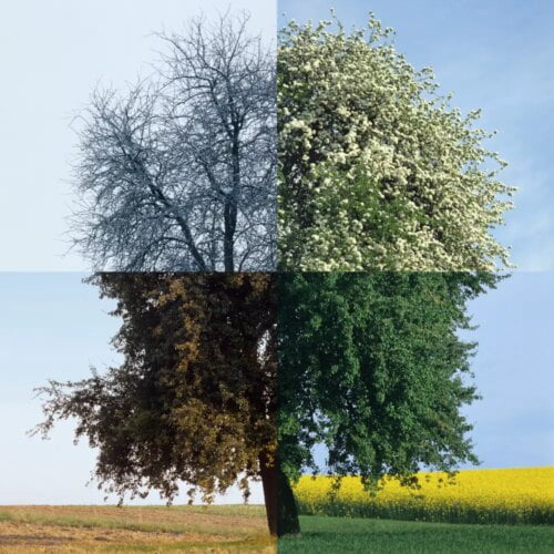 Beethoven a composé le concerto “Les Quatre Saisons”. Vrai ou faux ? 