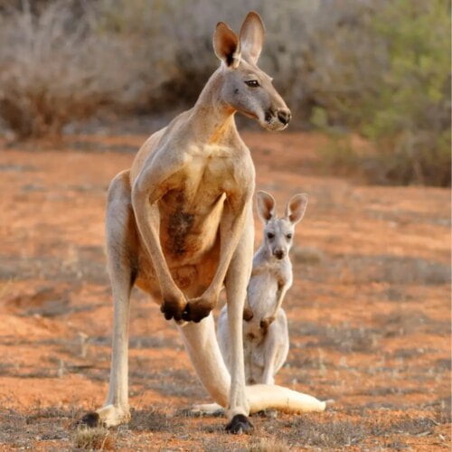 Il y a deux fois plus de kangourous que d'habitants en Australie. Vrai ou faux ? 