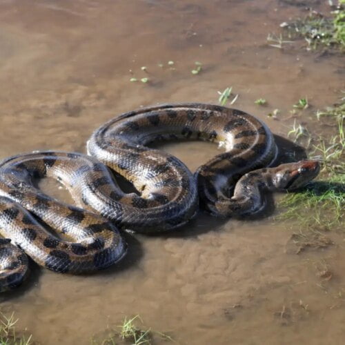 L’anaconda est le serpent réputé le plus long du monde. Vrai ou faux ? 