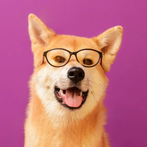 Les chiens ne perçoivent pas les couleurs et ne voient qu’en noir et blanc. Vrai ou faux ? 