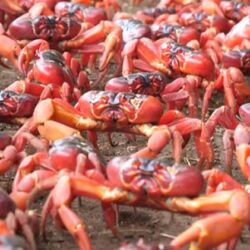 Des crabes 