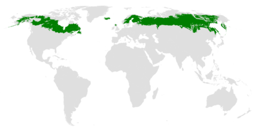 Quel est le nom donné à la formation végétale constituée par la forêt de conifères s'étendant en ceinture au nord de l'Eurasie et de l'Amérique ? 
