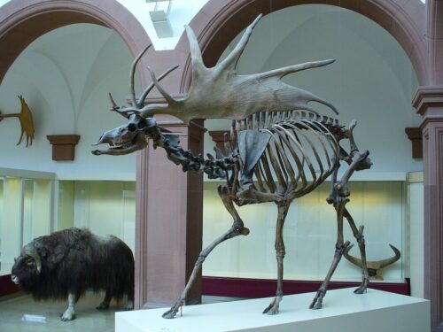 Quel était le nom de l’animal préhistorique, éteint il y a 10 000 ans, qui ressemblait à un très grand cerf ? 