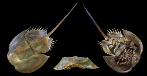 Quel est le nom de cet animal marin, ayant vécu 4 extinctions de masse et toujours vivant sur Terre ? 