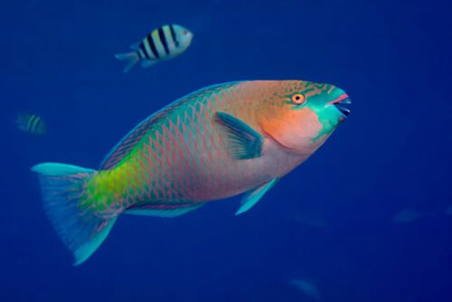 Comment s’appelle le poisson coloré sur la photo ? 