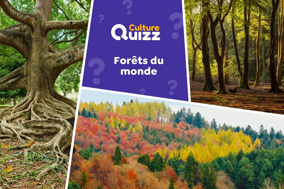 Quiz Forêts et étendues boisées du monde - Quiz spécial forêts et étendues boisées du monde - Notre Planète