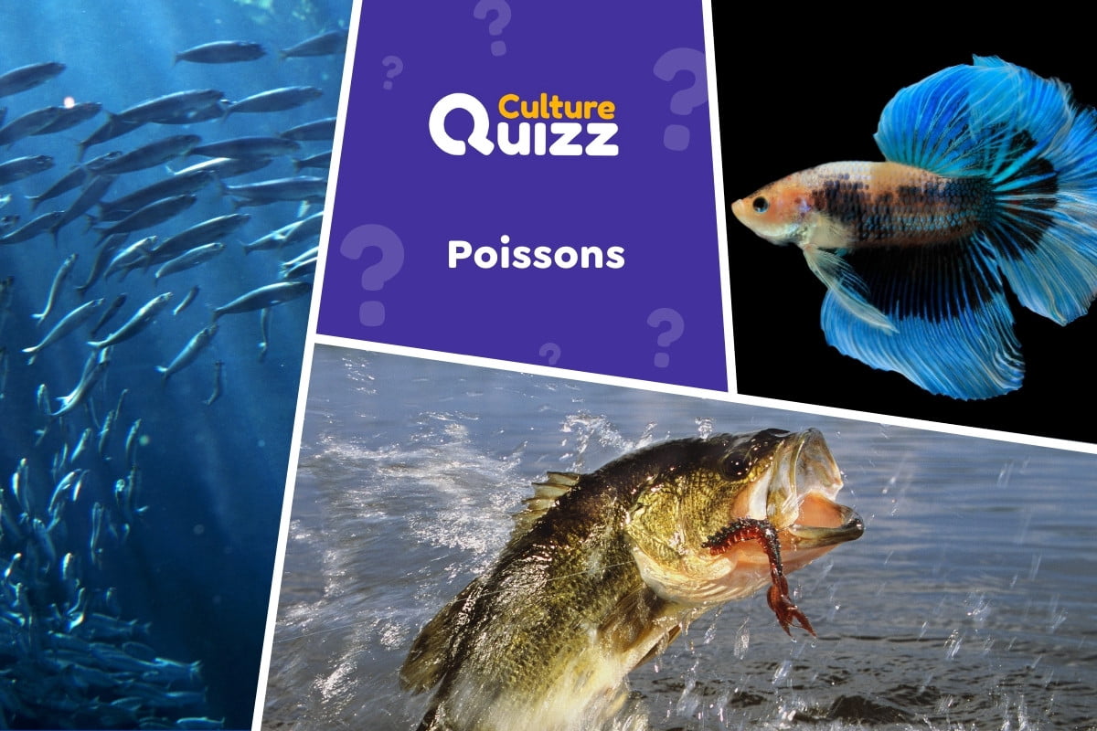 Quiz spécial Poissons - Quiz spécial sur les poissons du monde - Questionnaire thématique animale