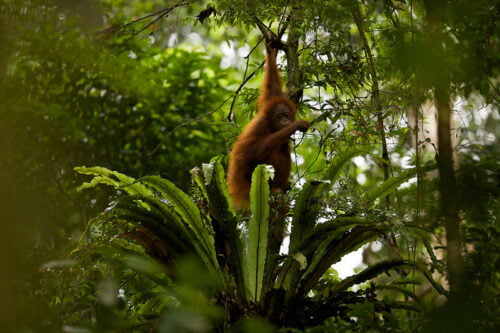 Dans quel pays d’Asie se situent majoritairement les forêts tropicales de Bornéo ? 