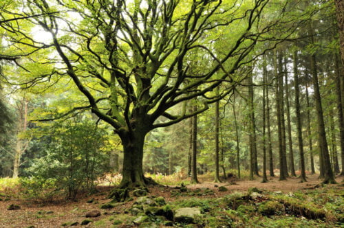 Quelle forêt est identifiée comme la forêt mythique et légendaire de Brocéliande ? 