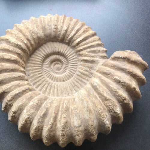 Quel est l’animal associé à ce fossil ? Fossile