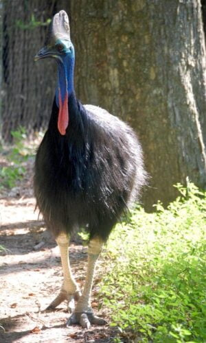 Quel oiseau d’origine préhistorique de Papouasie-Nouvelle-Guinée et d’Australie, ressemble à un émeu avec une tête bleue et un casque en corne ? 