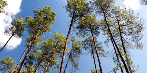 La forêt des Landes est une forêt artificielle. Vrai ou faux ? 