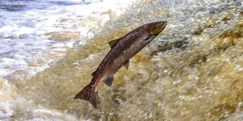 Quel mot désigne un poisson de mer qui remonte les fleuves pour y pondre ? 