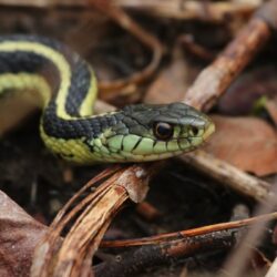 Des serpents 