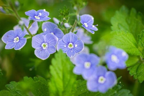 Quel prénom féminin est associé à ces petites fleurs ? 