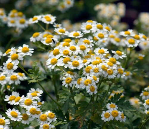 Quel est le nom complet de la plante à fleurs appelée communément camomille servant à faire de la tisane ? 