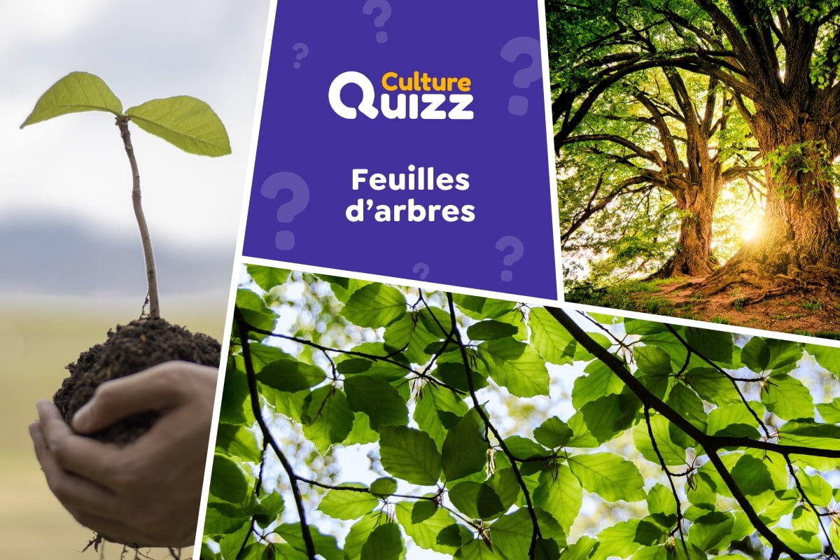 Quiz : Associez les feuilles aux bons arbres - 