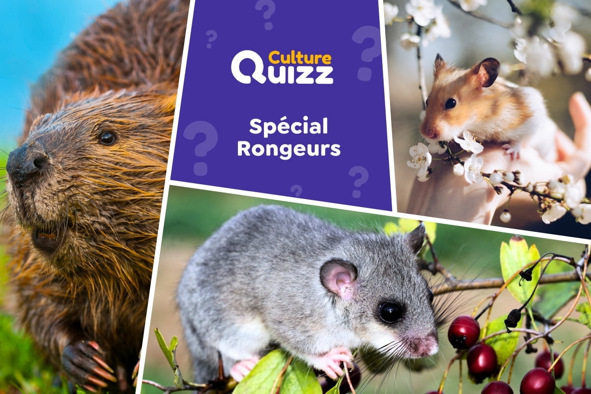 Quiz spécial Rongeurs - Testez vos connaissances sur les rongeurs - quiz animalier