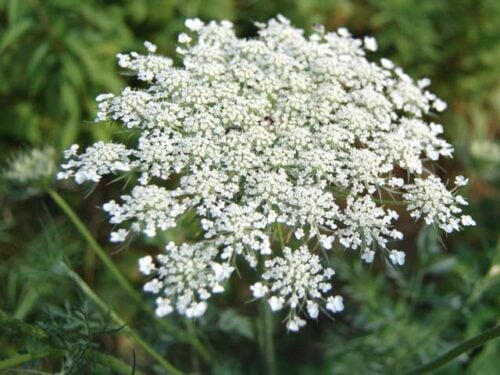 Quel est le nom de cette fleur blanche très commune ? 