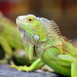 L’iguane vert 