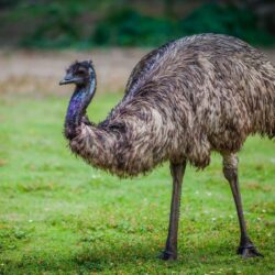 L’emu 