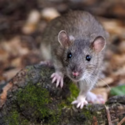 Rat 