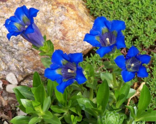 Quelle est la fleur associée à cette photo ? 