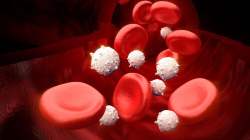 Quel terme médical désigne les globules blancs ? 
