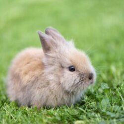 Lapin 
