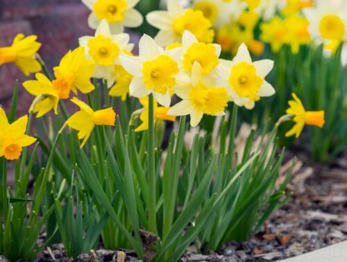 Les noms jonquille et narcisse désignent exactement les mêmes plantes. Vrai ou faux ? 