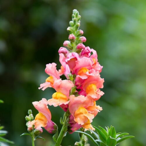Quel est l’autre nom de la fleur appelée le muflier ? 