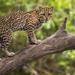 L’ocelot 
