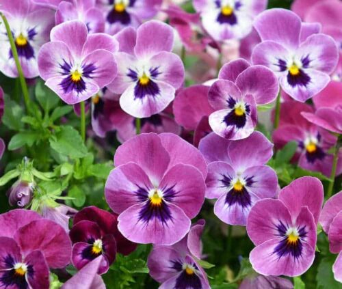 Quel est le nom de ces fleurs très populaires dans les jardins ? 