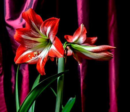 De quelle plante à bulbe, cette fleur provient-elle ? 
