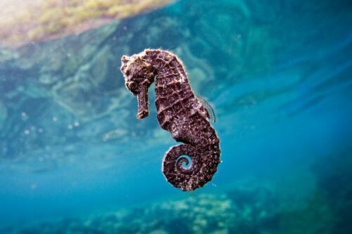 L’hippocampe est considéré comme un poisson. Vrai ou faux ? 
