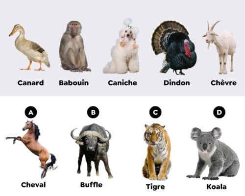 Quel animal vient compléter cette suite logique ? 