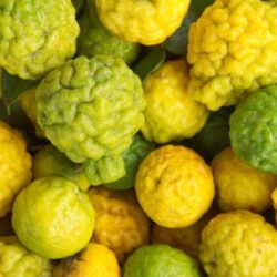 Bergamote 